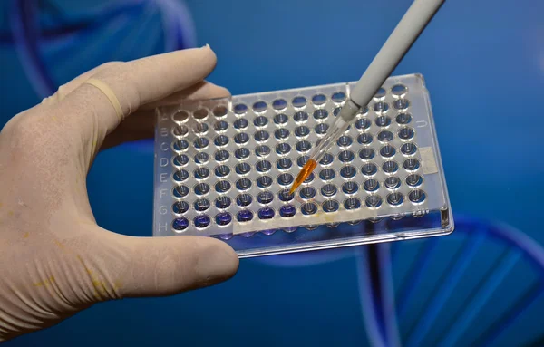 Laboratuvarda iyi plaka.