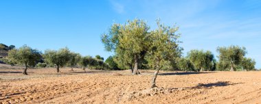 Zeytin ağacı fidanlığı