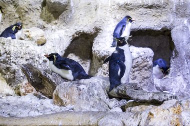 Kuzey rockhopper penguen (Eudyptes c. moseleyi) 
