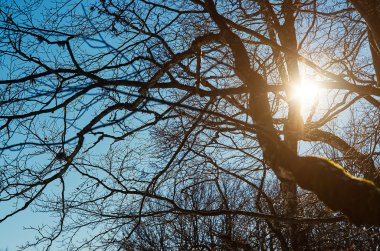 Güneş mavi gökyüzü arka planında ağaçların arasından parlar. Işık dalların arasından yapraksız geçer..