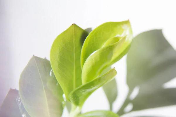 the shadow of a plant on the wall texture background leaves rays sun wall white green plant shadow blur