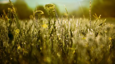 renkler ormanlık yaz kentsel doğa güneş ışığı manzara