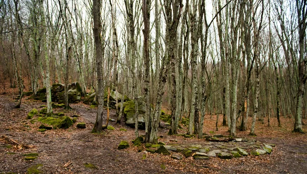 Landskap färger skogsmark sommaren natur solljus träd gröna gra — Stockfoto