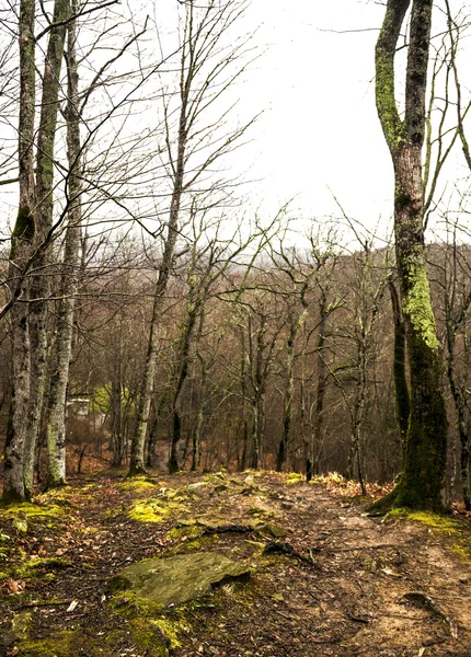 Paisagens cores bosque verão natureza luz solar árvore verde gra — Fotografia de Stock