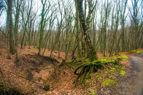 Tájak, színek erdei nyári természet napfény fa zöld gra — Stock Fotó