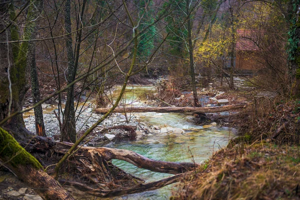 Landschaften Farben Wald Sommer Natur Sonnenlicht Baum grün gra lizenzfreie Stockbilder