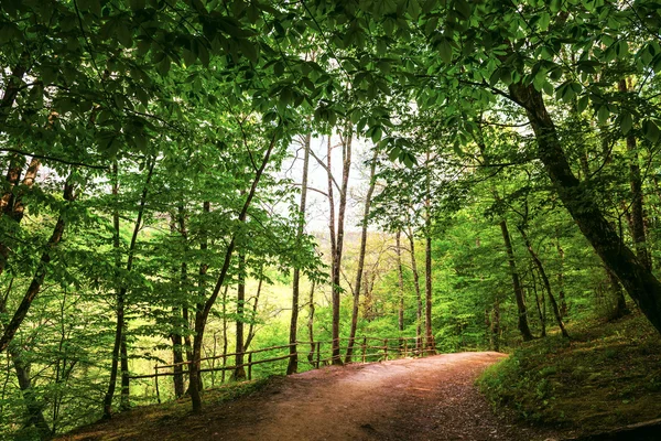 Paesaggi foresta colore bellezza natura albero verde scenografie woodlan — Foto Stock