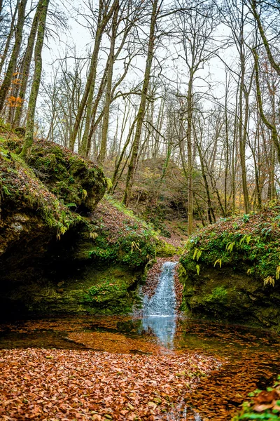 Landscapes forest color beauty nature tree green scenics woodlan — Stock Photo, Image