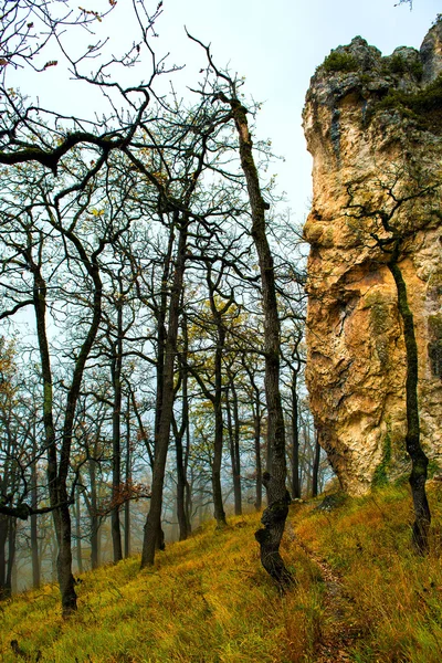 Krajina lesů barevné krásy přírody strom zelený scenics woodlan — Stock fotografie