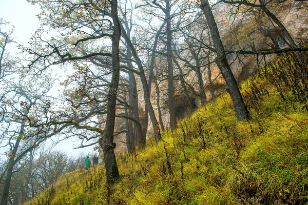 色の美しさ自然木緑風景 woodlan の森の風景 — ストック写真