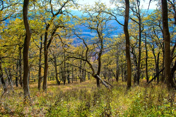 Landskap skog färg skönhet naturen träd gröna scenics woodlan — Stockfoto