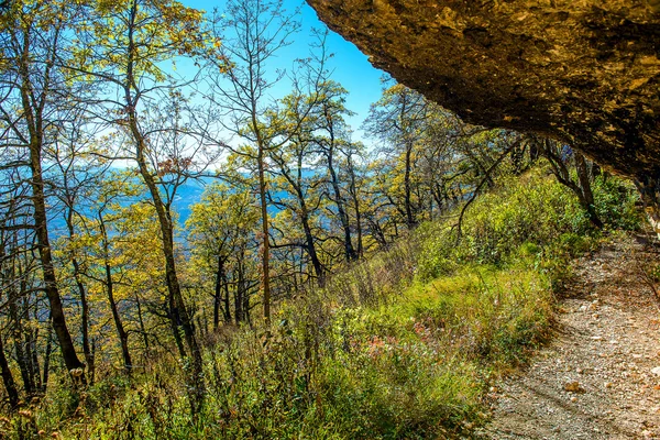 Landskap skog färg skönhet naturen träd gröna scenics woodlan — Stockfoto