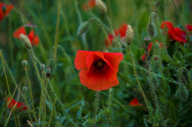çiçek haşhaş renkleri doğa çayır yeşil kırmızı yaz planı alan