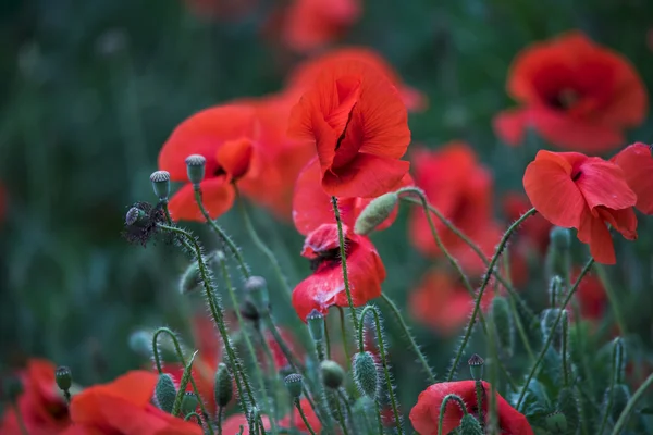 Çiçek haşhaş renkleri doğa çayır yeşil kırmızı yaz planı alan — Stok fotoğraf