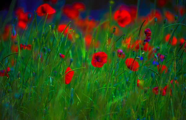 Fleurs coquelicots champs couleurs nature prairie vert rouge été plan — Photo