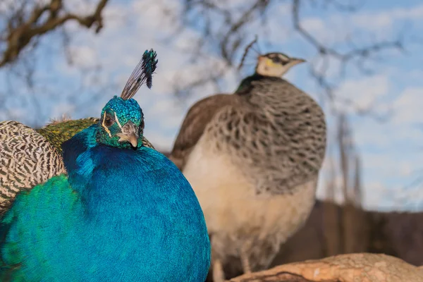 Couple of peacock — Stock Photo, Image