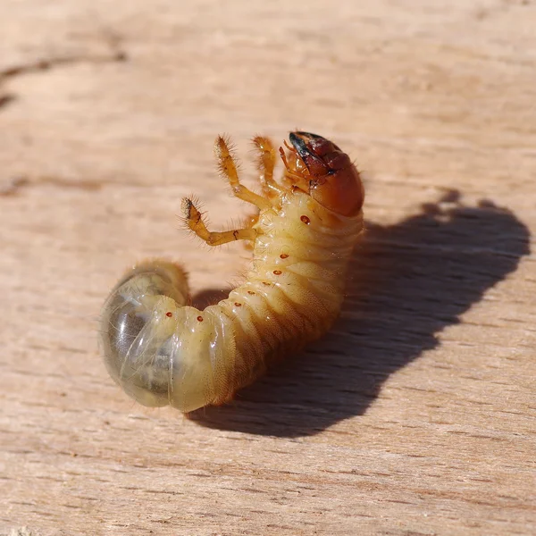 Larva dari cockchafer — Stok Foto