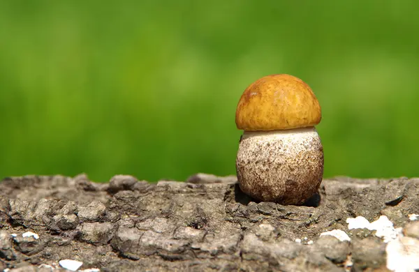 Boletus mushroom on green background — Stock Photo, Image