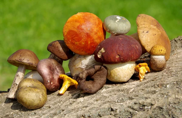 Different types of mushrooms — Stock Photo, Image