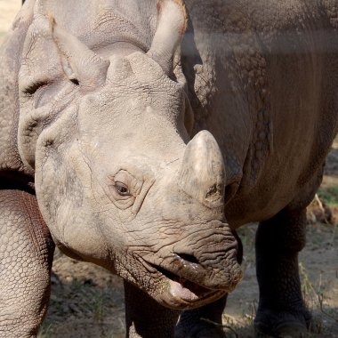 Gergedan esaret içinde