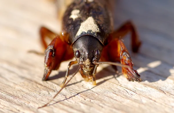 Maulwurfgrille, gryllotalpa gryllotalpa — Stockfoto