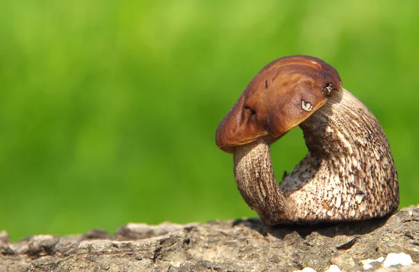 Boletus mushroom in nature — Stock Photo, Image