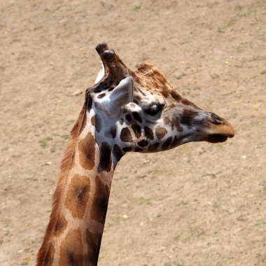 Bir zürafanın portresi