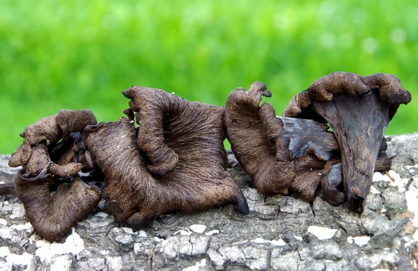 La trompeta negra - Craterellus cornucopioides —  Fotos de Stock