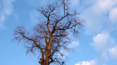 ağaç yaprakları olmadan