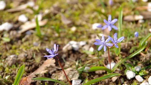 Voorjaar bloem in de natuur — Stockvideo