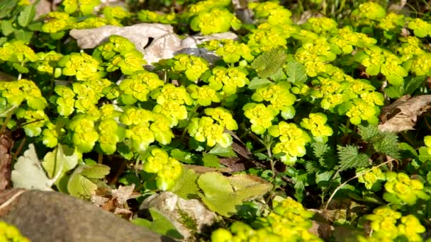 Planta en la naturaleza — Vídeos de Stock