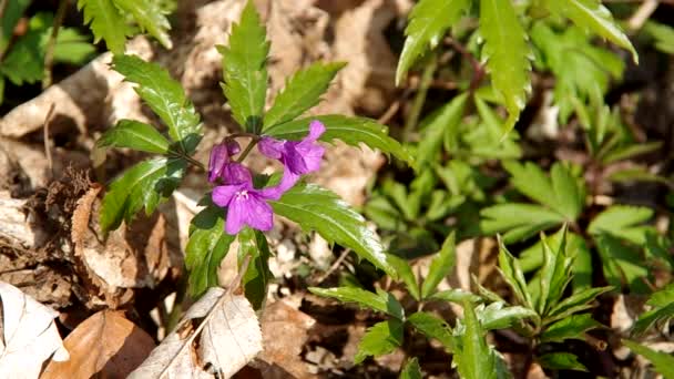 Flor de primavera en la naturaleza — Vídeo de stock