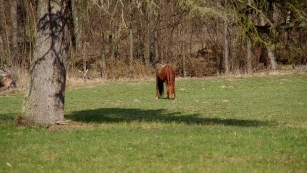 Коричневий кінь на зеленому лузі — стокове відео