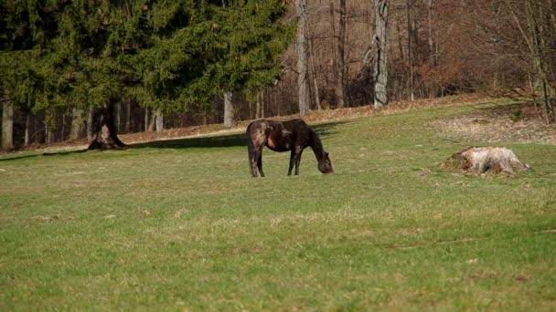 Brązowy koń na zielonej łące — Wideo stockowe