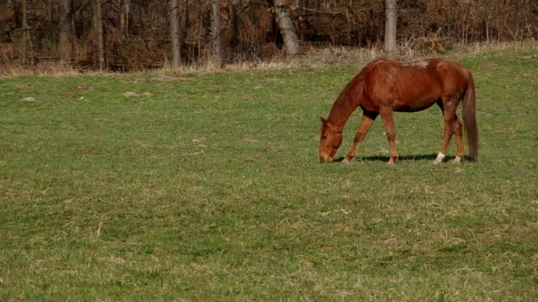 Cheval brun sur une prairie verte 