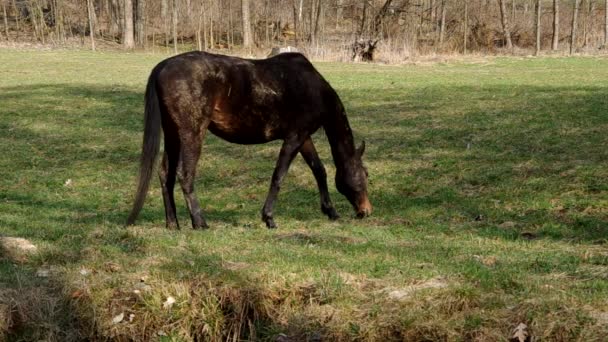 Caballo marrón en un prado verde — Vídeo de stock