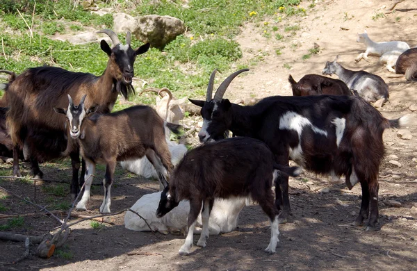 Herd of goats — Stock Photo, Image