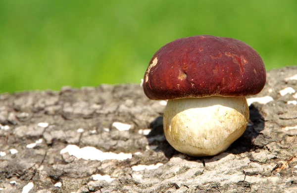 Boletus mushroom on green background — Stock Photo, Image