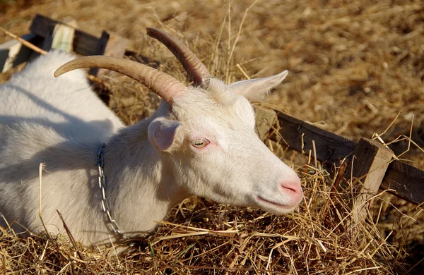 Chèvre couchée sur du foin — Photo