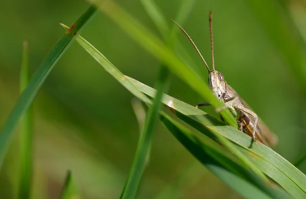 Sprinkhaan op het groene gras — Stockfoto