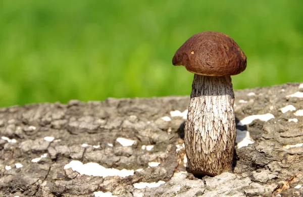 Fresh Boletus mushroom — Stock Photo, Image