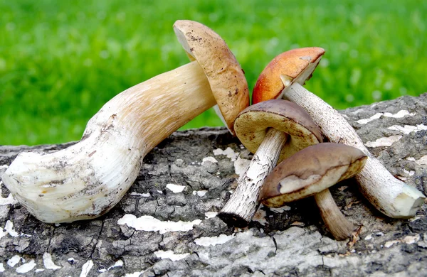 Different types of mushrooms — Stock Photo, Image