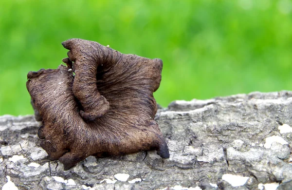 Černá trubka - Craterellus cornucopioides — Stock fotografie