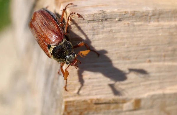 Cockchafer en el jardín —  Fotos de Stock