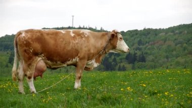 Yeşil çayırdaki inekler