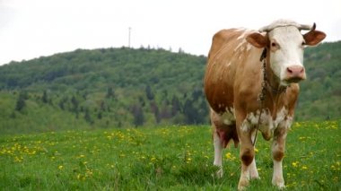 Yeşil çayırdaki inekler