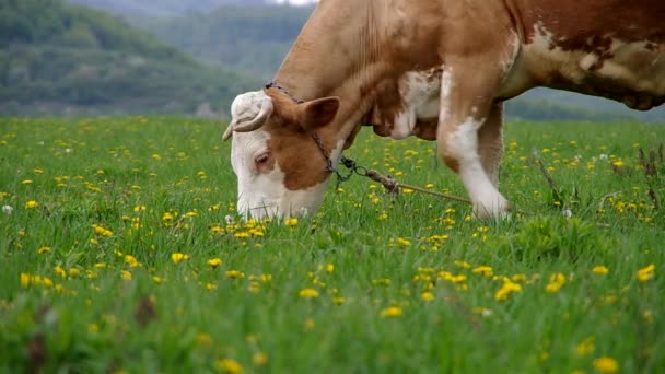 Pascoli di mucca sul prato — Video Stock