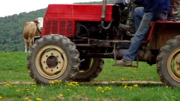 Kuh auf grüne Wiese und Traktor — Stockvideo