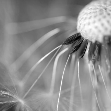 Bahar çiçekli karahindiba