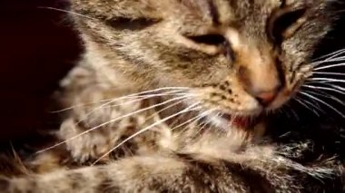 kendini temizleme kedi